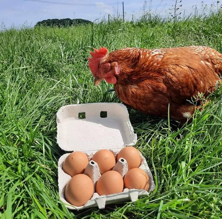 Ferme Dhondt - Delhaye