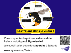 Focus sur le frelon asiatique