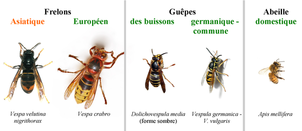 frelons comparaison