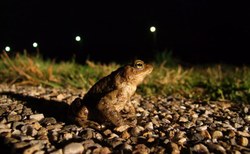 Signalement de zones sensibles – Migration des amphibiens